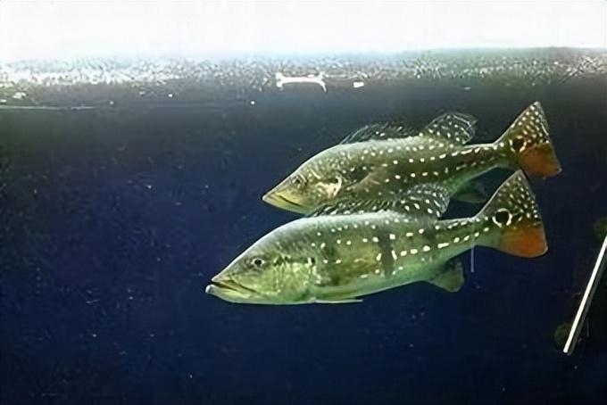 食肉觀賞魚_好養(yǎng)觀賞肉食魚_食肉的觀賞魚