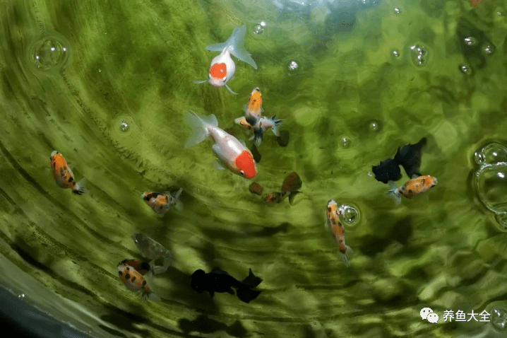 魚缸小魚叫什么_魚缸里養(yǎng)的小魚種類_最小的魚叫什么名字 魚缸里觀賞魚