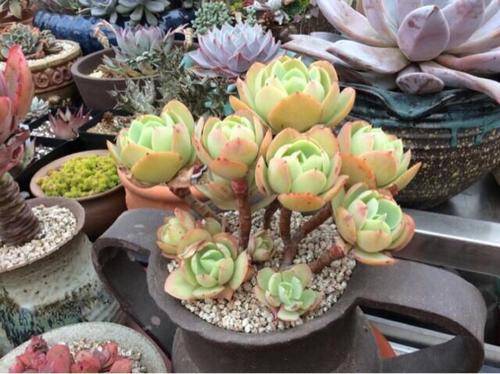 多肉碧桃好養活嗎_多肉碧桃怎么繁殖_多肉碧桃繁殖方法