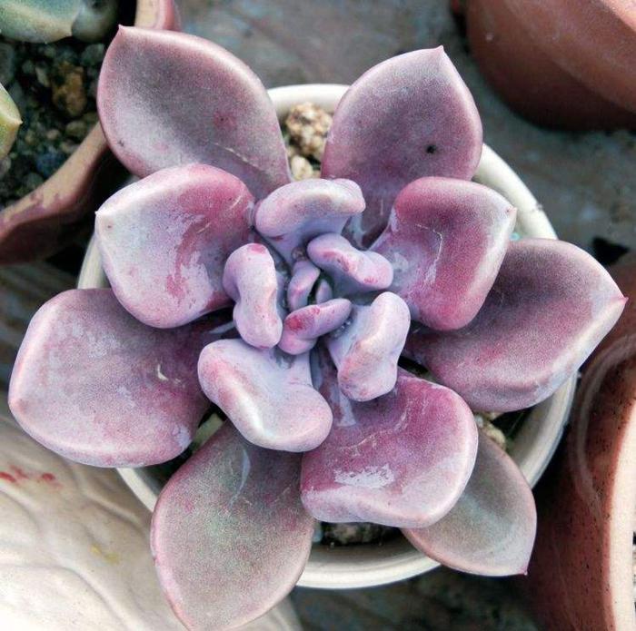 多肉過冬變成干巴綠葉菜，趕緊趁春天這么養