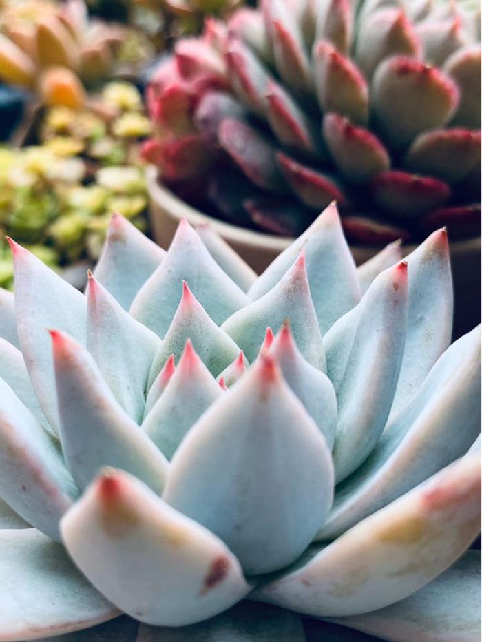 春天種多肉的最佳時間_春天栽多肉注意事項_多肉春天什么時候可以施肥