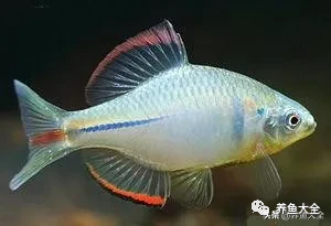 冷水觀賞大全品種魚圖片及價格_冷水觀賞魚品種大全及圖片_冷水觀賞大全品種魚圖片高清