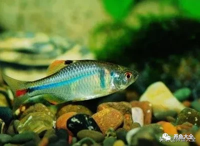 冷水觀賞大全品種魚圖片及價格_冷水觀賞大全品種魚圖片高清_冷水觀賞魚品種大全及圖片