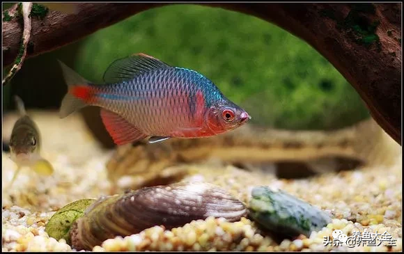 冷水觀賞魚品種大全及圖片_冷水觀賞大全品種魚圖片及價格_冷水觀賞大全品種魚圖片高清