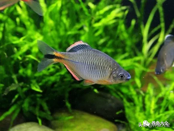 冷水觀賞大全品種魚圖片及價格_冷水觀賞大全品種魚圖片高清_冷水觀賞魚品種大全及圖片