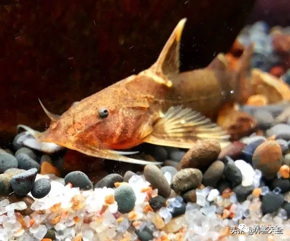 冷水觀賞大全品種魚圖片高清_冷水觀賞魚品種大全及圖片_冷水觀賞大全品種魚圖片及價格