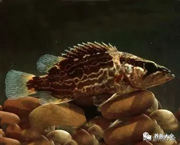 冷水觀賞大全品種魚圖片高清_冷水觀賞大全品種魚圖片及價格_冷水觀賞魚品種大全及圖片