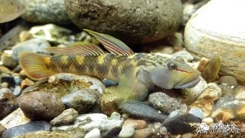 冷水觀賞大全品種魚圖片高清_冷水觀賞魚品種大全及圖片_冷水觀賞大全品種魚圖片及價格