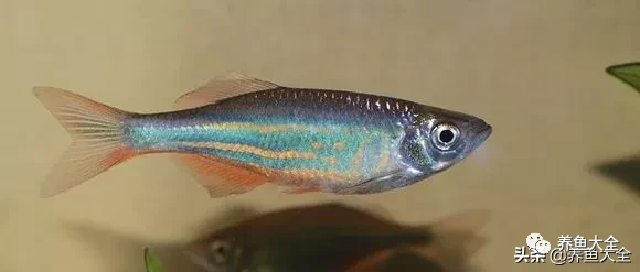 冷水觀賞魚品種大全及圖片_冷水觀賞大全品種魚圖片及價格_冷水觀賞大全品種魚圖片高清