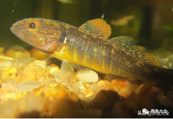 冷水觀賞大全品種魚圖片高清_冷水觀賞大全品種魚圖片及價格_冷水觀賞魚品種大全及圖片