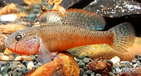 冷水觀賞大全品種魚圖片高清_冷水觀賞大全品種魚圖片及價格_冷水觀賞魚品種大全及圖片