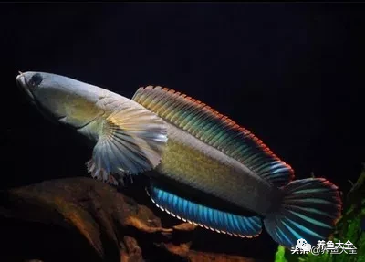 冷水觀賞大全品種魚圖片高清_冷水觀賞大全品種魚圖片及價格_冷水觀賞魚品種大全及圖片