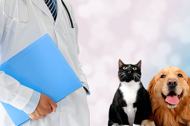 獸醫站能治寵物嗎_獸醫站可以治寵物狗嗎_獸醫站可以治療狗狗嗎