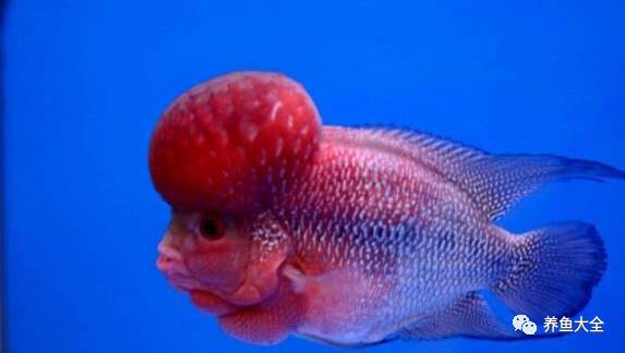 觀賞魚可以吃不_觀賞魚吃可以喂食嗎_觀賞魚吃可以喂什么