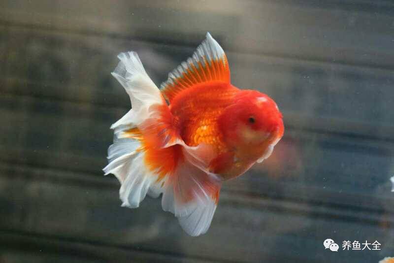 觀賞魚可以吃不_觀賞魚吃可以喂什么_觀賞魚吃可以喂食嗎