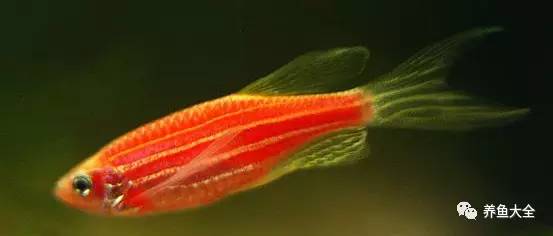 觀賞魚吃可以喂什么_觀賞魚吃可以喂食嗎_觀賞魚可以吃不