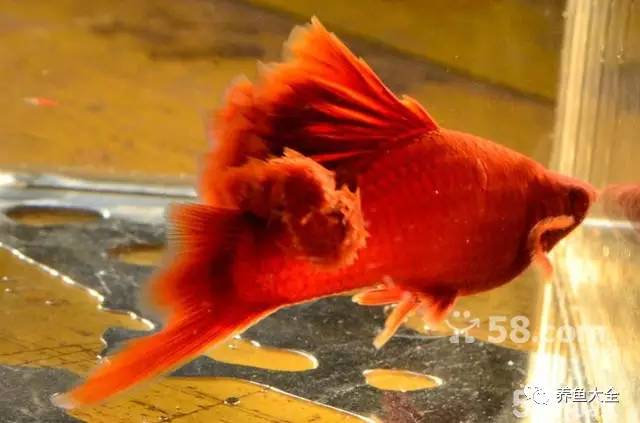 觀賞魚吃可以喂食嗎_觀賞魚可以吃不_觀賞魚吃可以喂什么