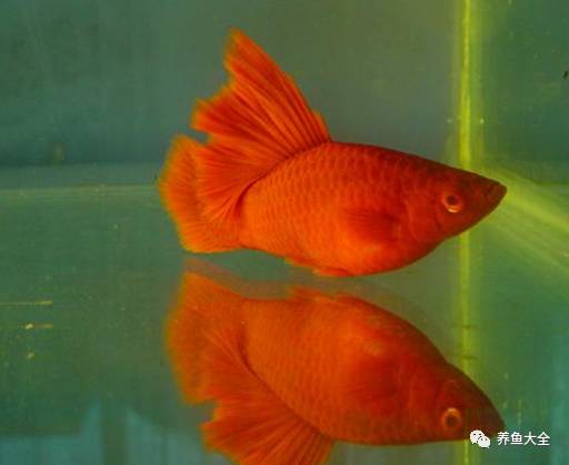 觀賞魚吃可以喂什么_觀賞魚可以吃不_觀賞魚吃可以喂食嗎