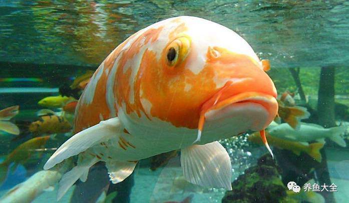 觀賞魚可以吃不_觀賞魚吃可以喂食嗎_觀賞魚吃可以喂什么