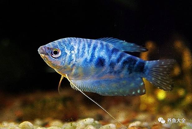 觀賞魚吃可以喂什么_觀賞魚可以吃不_觀賞魚吃可以喂食嗎