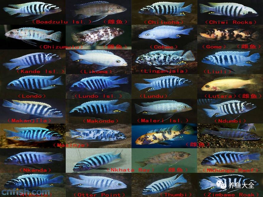 觀賞魚吃可以喂什么_觀賞魚可以吃不_觀賞魚吃可以喂食嗎