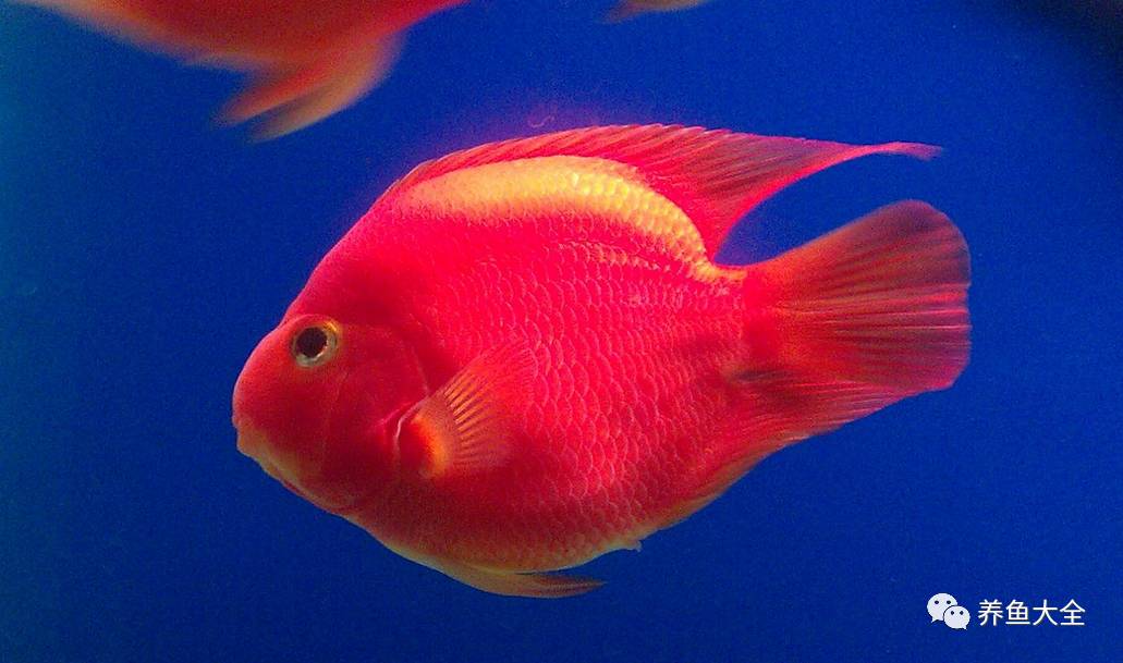 觀賞魚可以吃不_觀賞魚吃可以喂食嗎_觀賞魚吃可以喂什么