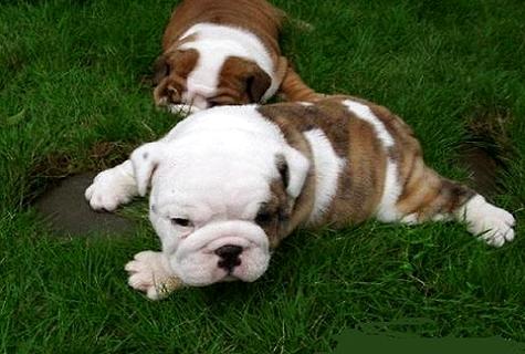 小狗口吐白沫是怎么回事？怎么解決呢？