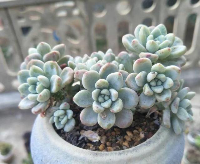 多肉八千代的養護_多肉植物八千代_八千代多肉好養嗎