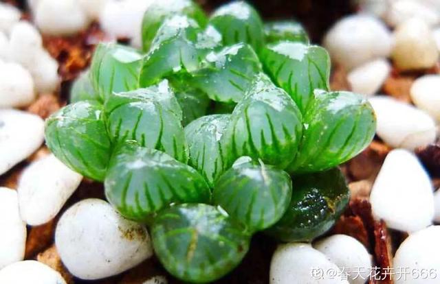 多肉植物八千代_八千代多肉好養嗎_多肉八千代的養護