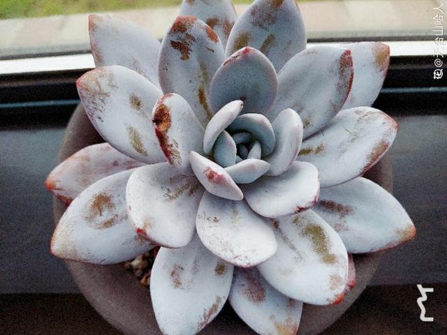 多肉植物八千代_多肉八千代的養護_八千代多肉好養嗎