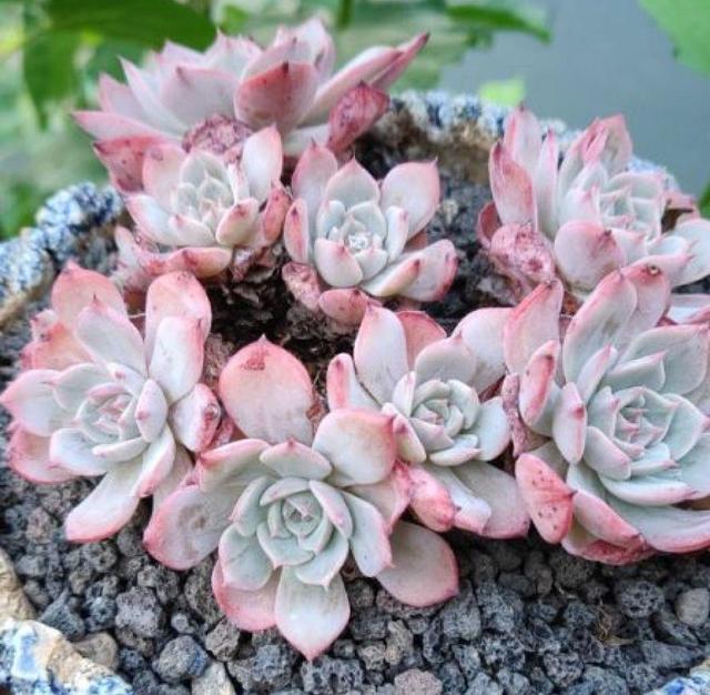 多肉八千代的養護_八千代多肉好養嗎_多肉植物八千代