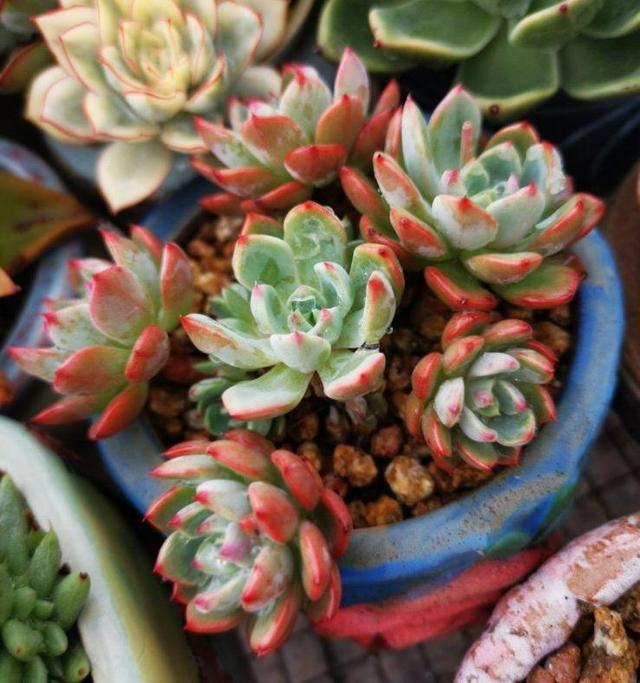 多肉八千代的養護_多肉植物八千代_八千代多肉好養嗎