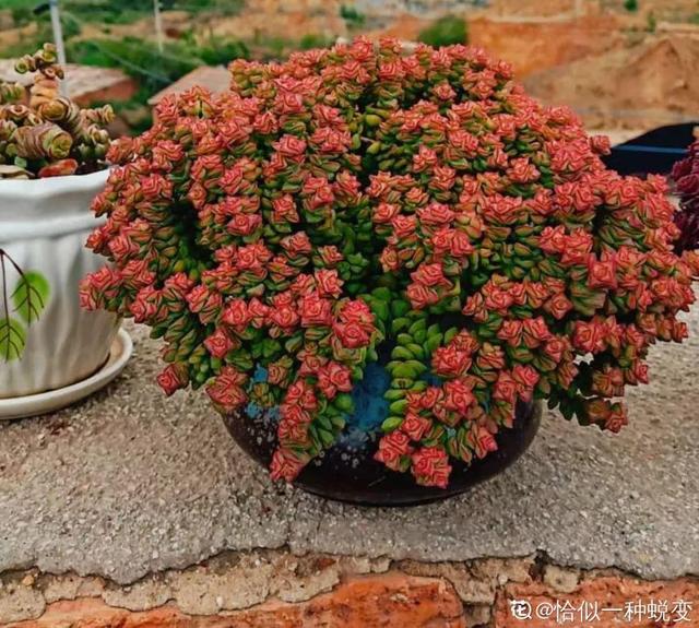 八千代多肉好養嗎_多肉八千代的養護_多肉植物八千代