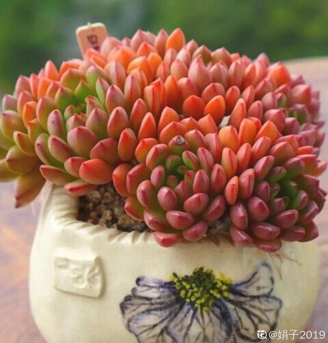 多肉植物八千代_多肉八千代的養護_八千代多肉好養嗎