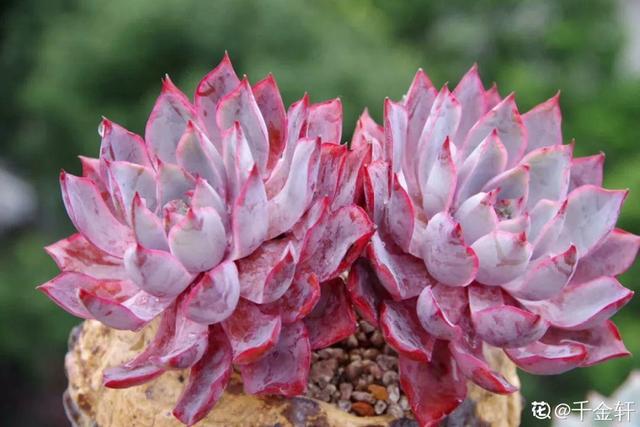 多肉植物八千代_八千代多肉好養嗎_多肉八千代的養護