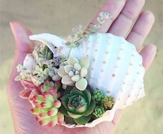 11款白色系多肉，盡顯高冷孤傲！