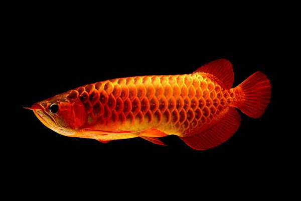 觀賞名貴魚視頻大全_名貴的觀賞魚_名貴觀賞魚飼養指南