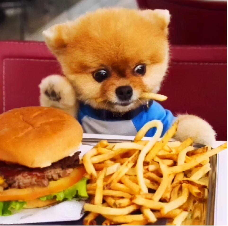 獸醫苦勸：別再給狗狗喂這幾種食物，毒性很