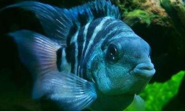 傳說不死魚迷你鸚鵡魚，新手要知道三點訣竅