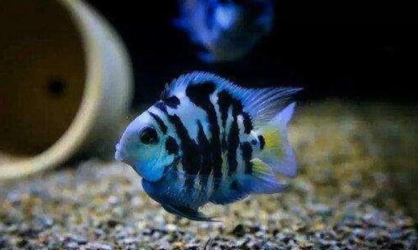 觀賞魚吃水藻好不好_魚吃水藻好嗎_吃水藻的觀賞魚