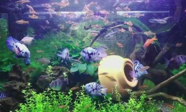 吃水藻的觀賞魚_魚吃水藻好嗎_觀賞魚吃水藻好不好