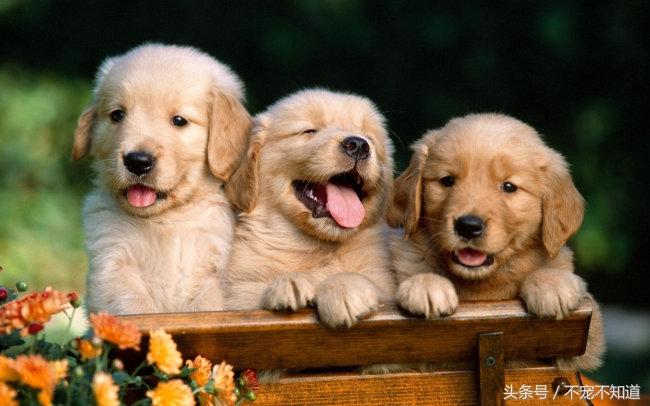 母狗發情怎么辦_母狗發情怎么辦_母狗發情怎么辦