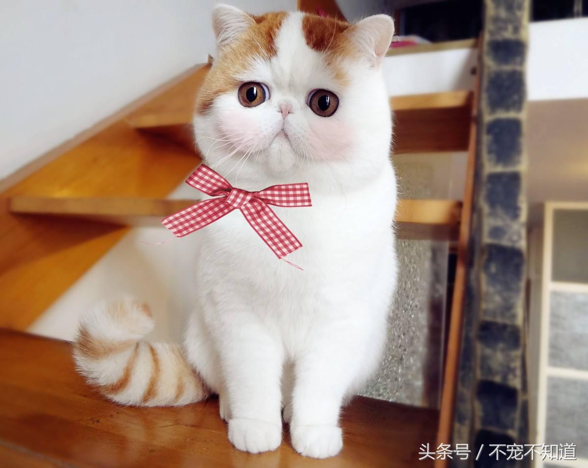 母狗發情怎么辦_母狗發情怎么辦_母狗發情怎么辦