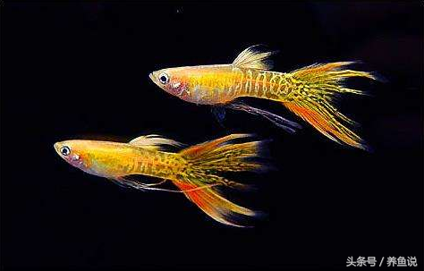 繁殖的觀賞魚_最容易繁殖的觀賞魚_繁殖觀賞魚容易繁殖嗎