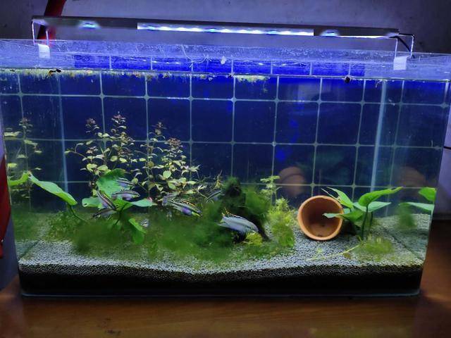 常見小型觀賞魚種類_常見的小型觀賞魚_常見小型觀賞魚圖片和名字