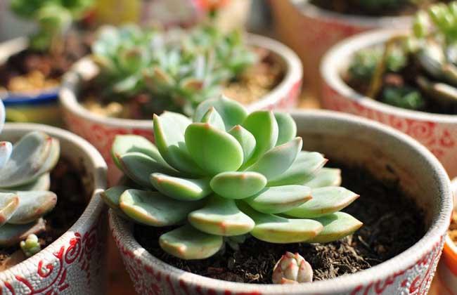 怎么樣養(yǎng)多肉植物才能健康茁壯？