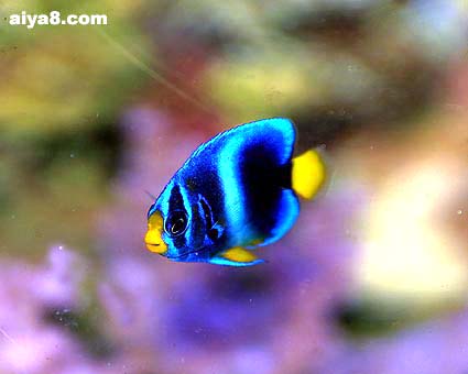 熱帶觀賞養品種魚好養嗎_熱帶觀賞魚哪個品種好養_熱帶觀賞養品種魚好不好