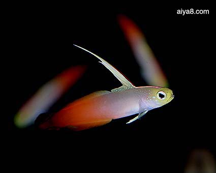 熱帶觀賞養品種魚好不好_熱帶觀賞養品種魚好養嗎_熱帶觀賞魚哪個品種好養