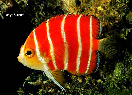 熱帶觀賞養品種魚好養嗎_熱帶觀賞魚哪個品種好養_熱帶觀賞養品種魚好不好