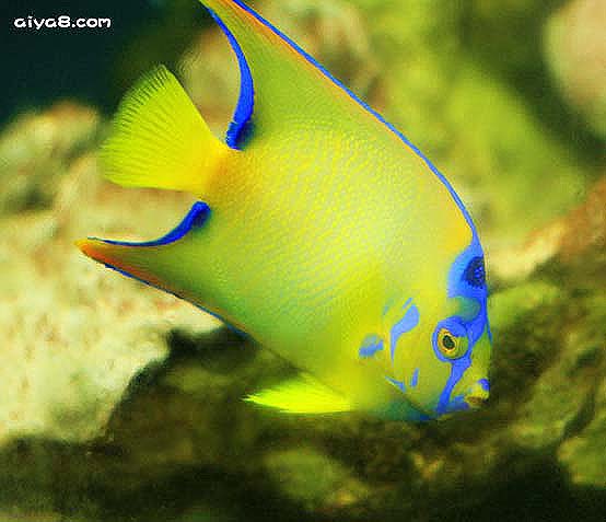 熱帶觀賞養品種魚好不好_熱帶觀賞魚哪個品種好養_熱帶觀賞養品種魚好養嗎